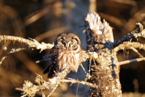 Boreal owl perched in a tree