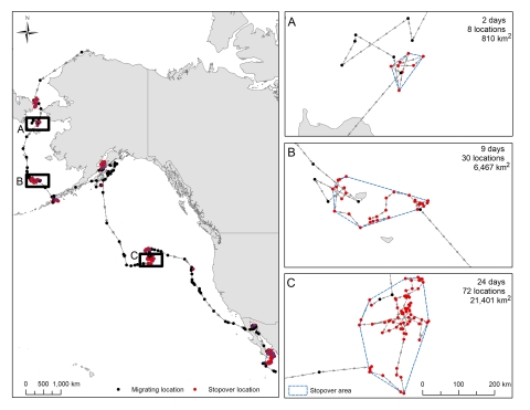 Map showing shorebird migration from Alaska to Baja California.