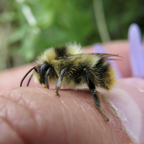 A fuzzy bumble bee on a person's hand