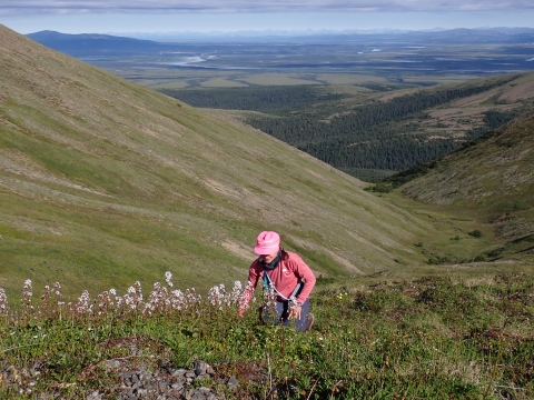 A woman surveys flowers in an alpine meadow