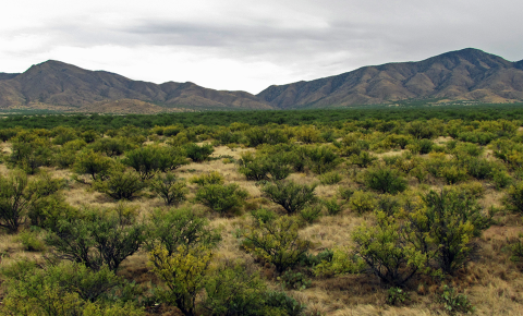 A desert with small shrubs and mountains in the background