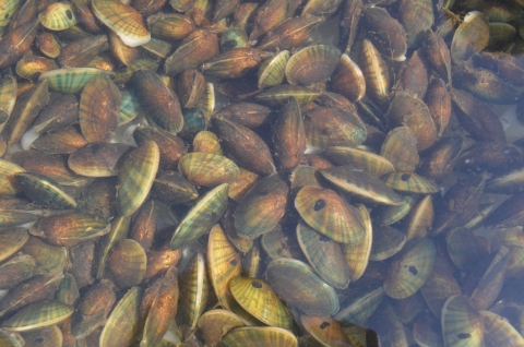 Many tagged fatmucket mussels under water