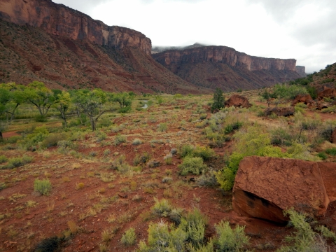 An area with shrubs and mountains in the background