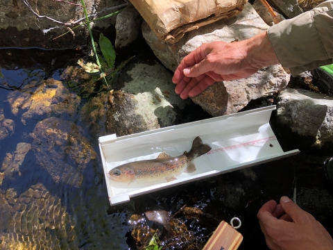 A fish in a water-filled container to measure its length