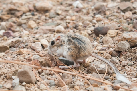 A small rat standing on the ground 