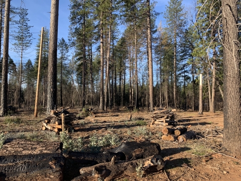 Logs of cleared trees in a forest