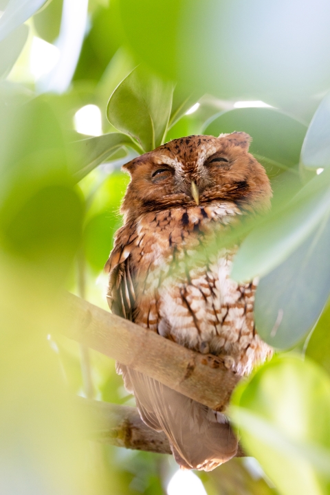 An owl looks content sitting on a branch among leaves.