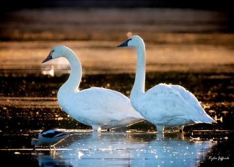 Two tundra swans stand in water. There is a beautiful pre-dawn light in the background.