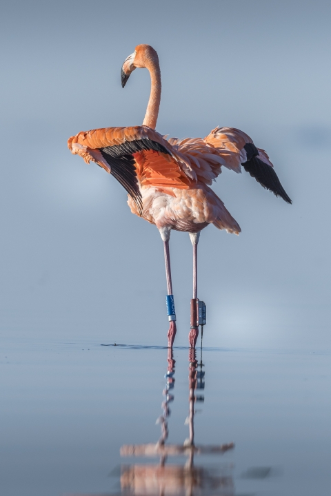 A flamingo stands in water with its wings out.