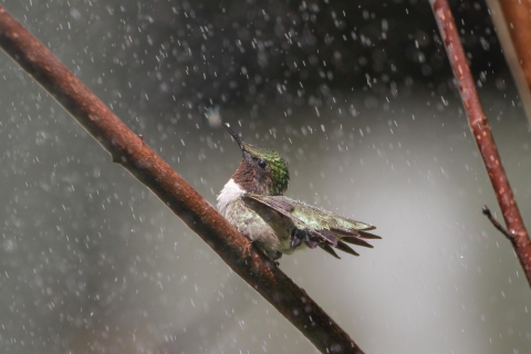 A hummingbird perches on a branch, looking delighted in the rain.