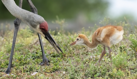A sandhill crane and her colt stand in the grass.