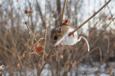 A mouse clinging onto a thin bare branch in winter with more bare plants in the background.