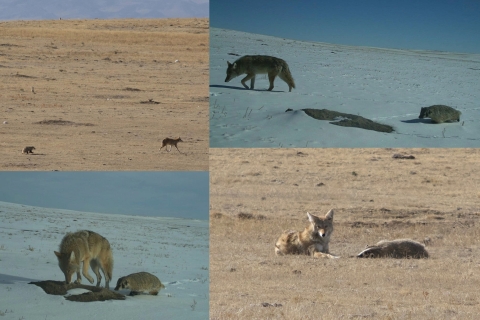 collage of images of a coyote and badger hunting together