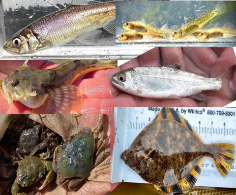 Six fish species found in the Elk River marsh post-construction.