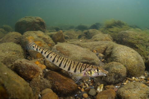 Small-bodied fish with a pointed snout and dark vertical bars along its thin narrow body rests on a bed of large cobble in a river bed.