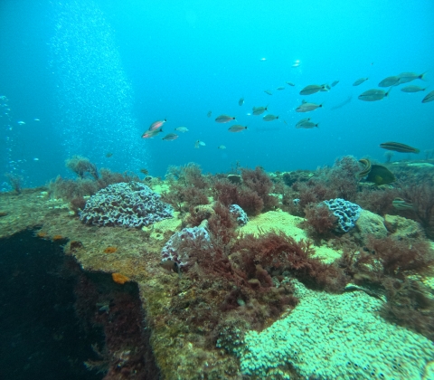 a school of fish swimming in the ocean over a reef community