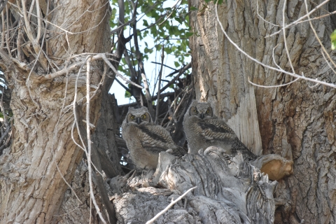 Two owls sit in the fork of a tree. 