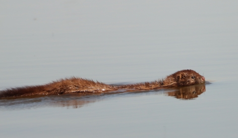 A brown swimming mink with its head and back above the water.