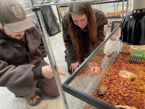 Service staff Matt Falteich and Summer Malone watch a wood turtle headstart.