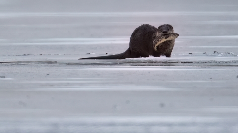 An otter standing on ice while holding a fish in its mouth.