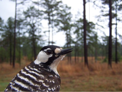 A close-up of red cockaded woodpecker with a longleaf pine forest in the background. The image has four lines, showing the rule of thirds.
