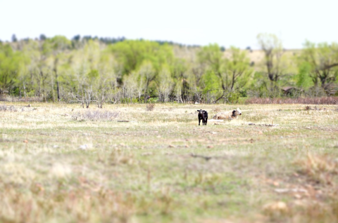 A calf and a cow on a field