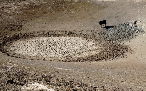 A cow stands by a dry circular crevice in a dry area