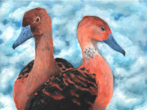 Two orange Fluvous Whistling Ducks with blue beaks posed against a background of fluffy clouds facing opposite directions. 