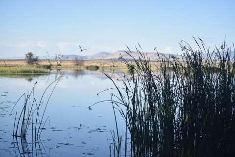 A river with aquatic grass int he foreground and mountains in the background.