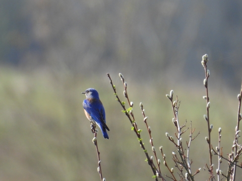 Small blue bird perched