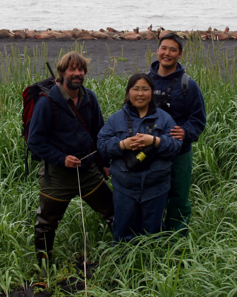 Three researchers stand in some vegetation near a beach where there is large collection of pacific walrus beached. 