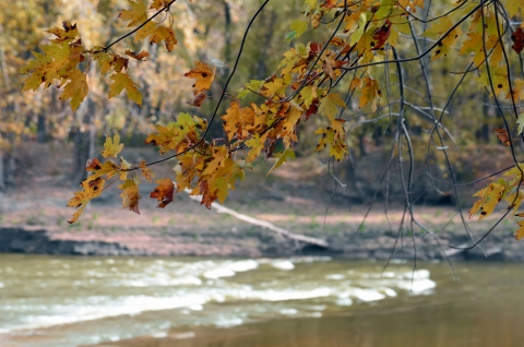 Maple leaves hang over rapids on a river.
