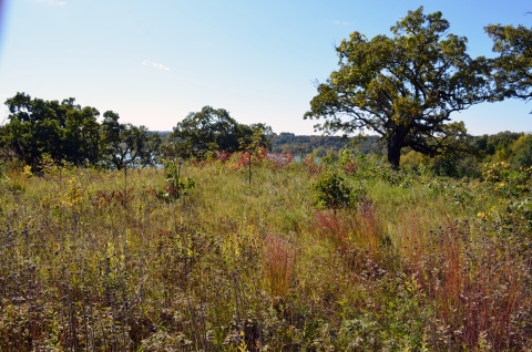 Oak savanna habitat with a river in the background