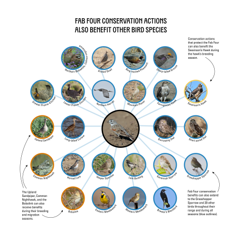 Graphic showing pictures of the 24 species of birds that also benefit from Fab Four conservation action.