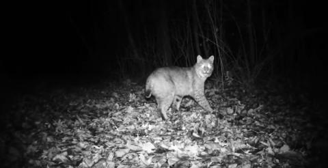 Cat with short tail looking directly into camera in the dark.