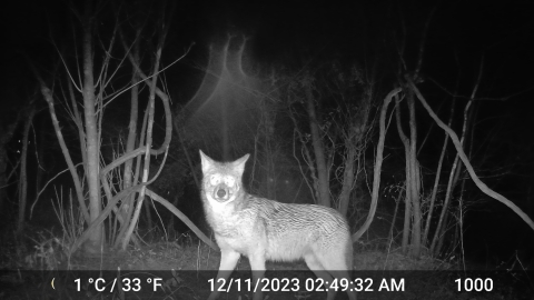 Coyote in dark woods looking directly at camera.