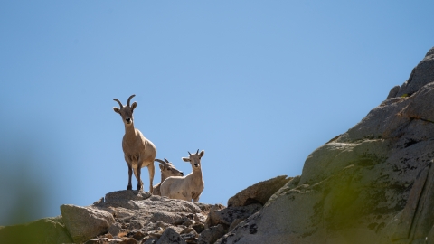Bighorn sheep looking at the camera