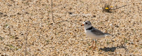 Piping plover standing on a sandy beach. Yellow flower in the background.