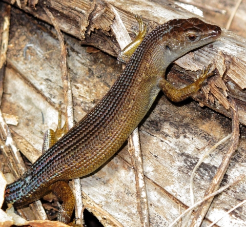 Slevin’s skink sits on a log