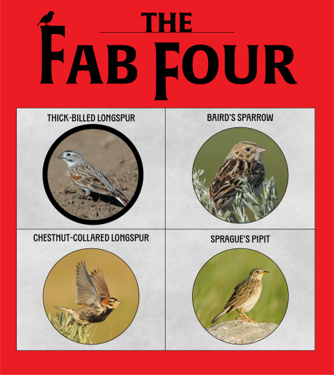 The Fab Four grassland birds: Thick-billed longspur, Baird's Sparrow, Chestnut-collared longspur, Sprague's Pipit