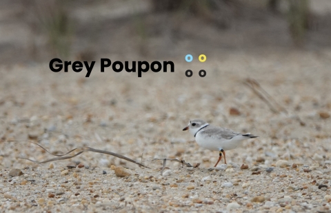 Caption: Piping plover facing left in a background of mixed sand and gravel beach; text reads: “Grey Poupon” with four o’s representing her band color combination of light blue over black on her left leg and yellow over black on her right leg.