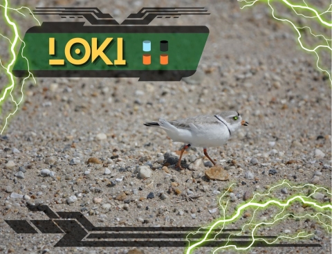 A piping plover facing right on a sand and gravel beach. His eye has a green sparkle in it. Black graphics and green lightning frame the image. The dark green and black nameplate contains stylized yellow text that reads, “Loki”. Colored cylinders representing the plover’s color band combination are next to the text and show light blue over orange on the left and black over orange on the right. 