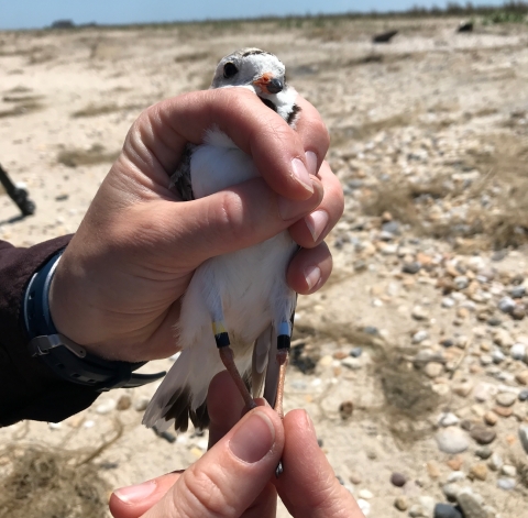 Caption: Amid a backdrop of sand and stone beach, a pair of hands is carefully holding a piping plover and its feet so that its color bands are visible for documentation. 