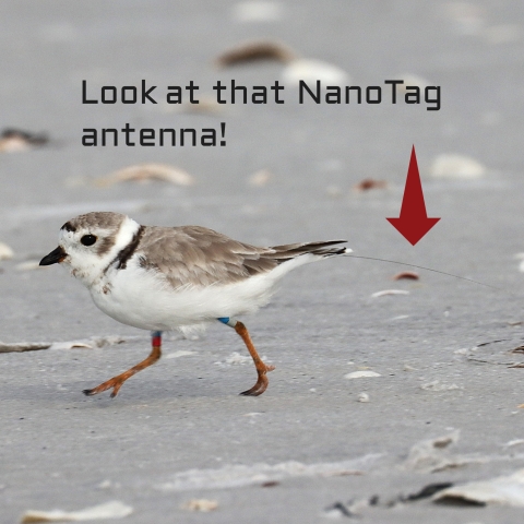 Piping plover running left on sand beach. A red arrow points at a radio transmitter antenna that is visible beyond the bird’s wingtips and extends out of frame