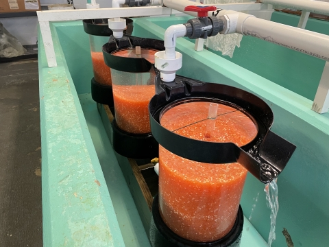 Three eggs jars filled with orange rainbow trout eggs.