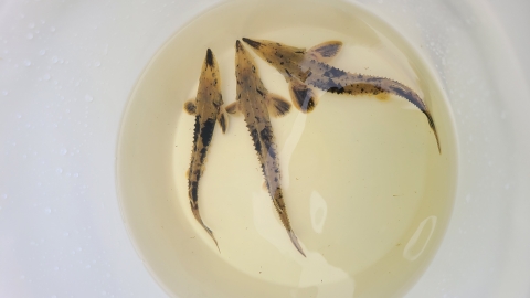 Three young lake sturgeon in rearing facility