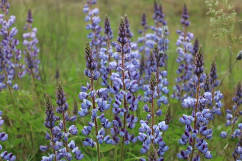 Photo of blue-purple Wild Lupine flowers in the prairie of the Rapids Lake Education and Visitor Center parking lot