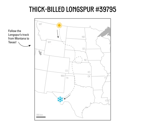 Track of bird from northern Montana to southwestern Texas