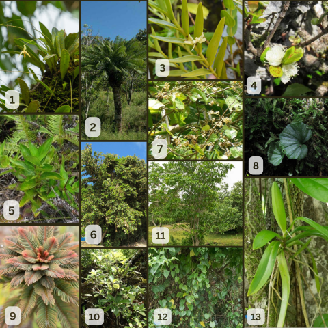 A collage of endangered and threatened plants on the Mariana Islands that will be proposed for critical habitat.