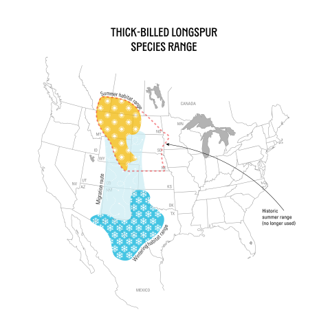Map of North America shows the wintering, migration, and summering areas for the Thick-billed Longspur. Summer habitat range includes Montana, east-central Wyoming, and southern Alberta and Saskatchewan. Wintering range includes western Texas and Oklahoma, the eastern edge of New Mexico, and north-central Mexico. Also shows the historic summering range that is no longer used, which includes the current summer range plus North Dakota, South Dakota, Nebraska, and northeast Colorado.